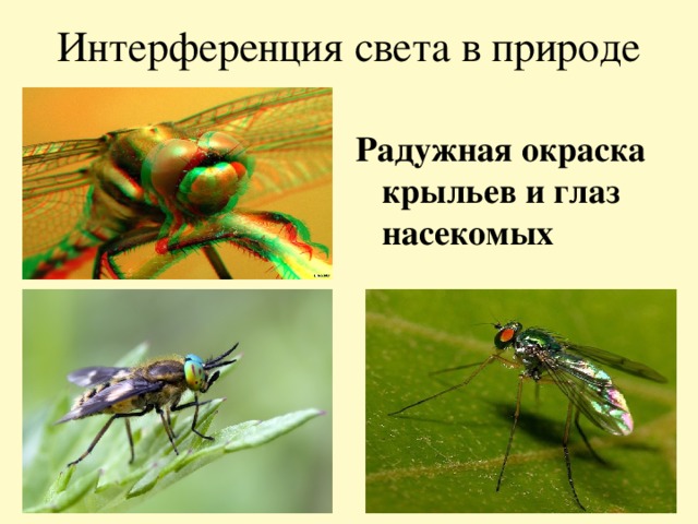 Интерференция света в природе Радужная окраска крыльев и глаз насекомых 