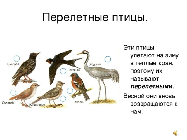  Перелетные птицы. Эти птицы улетают на зиму в теплые края, поэтому их называют перелетными. Весной они вновь возвращаются к нам. 