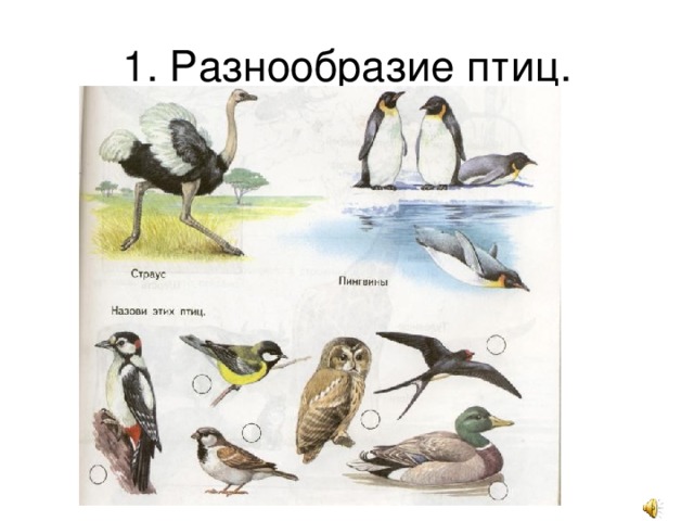 1. Разнообразие птиц. 