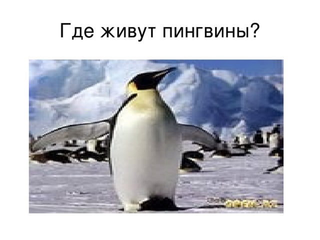 Где живут пингвины? 