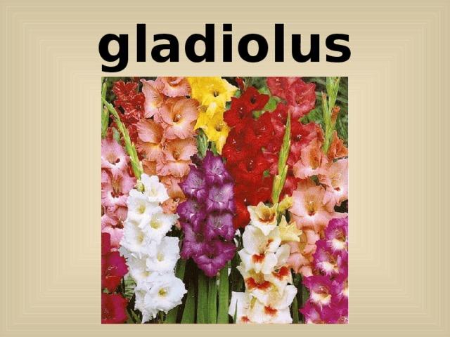 gladiolus 