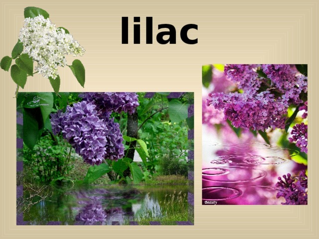 lilac 