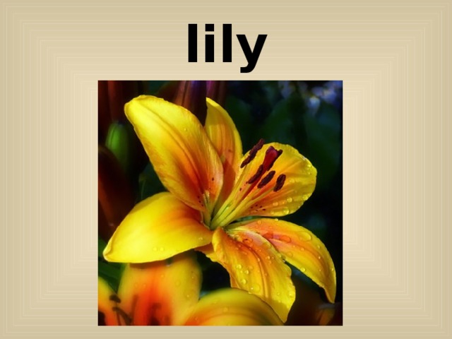 lily 