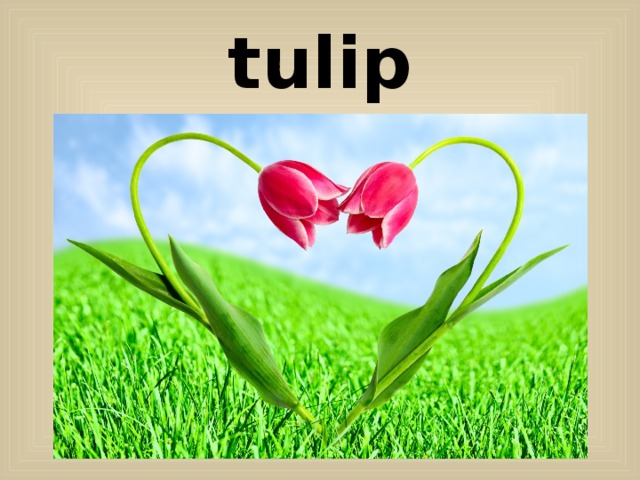 tulip 