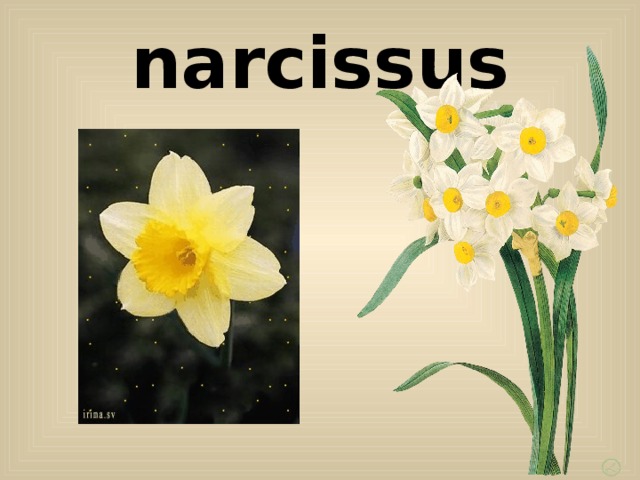 narcissus 