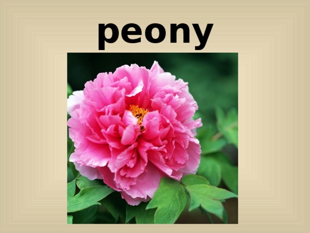peony 