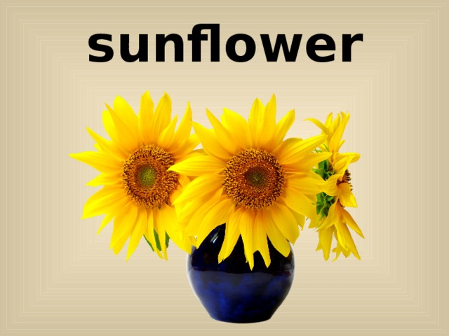 sunflower 