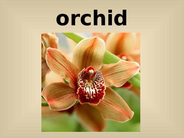 orchid 