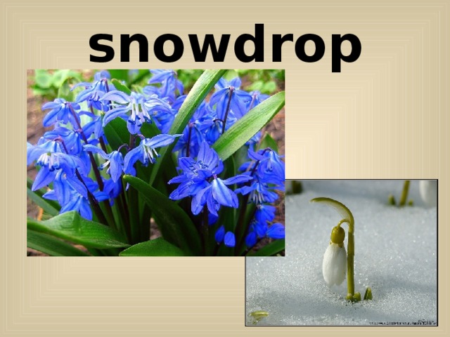 snowdrop 
