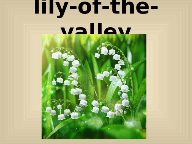 lily-of-the-valley 