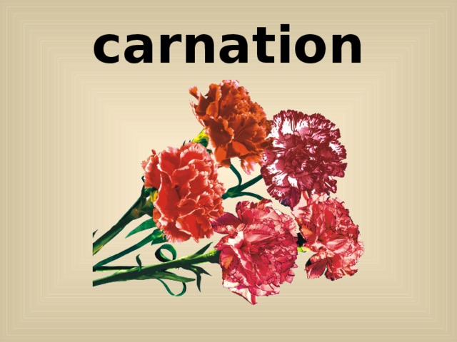 carnation 