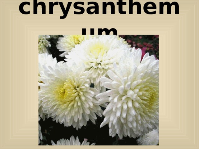 chrysanthemum 