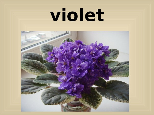 violet 