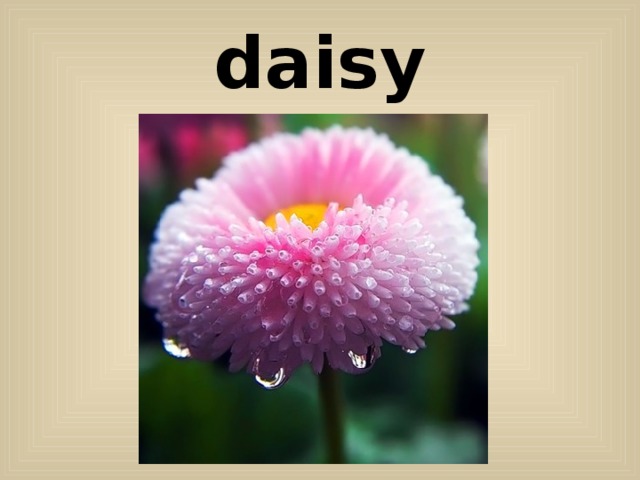 daisy 