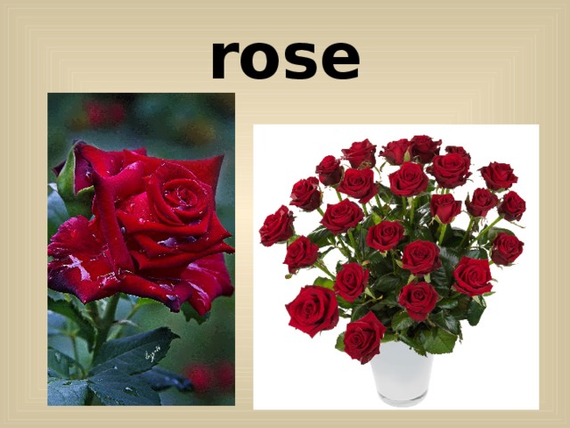rose 