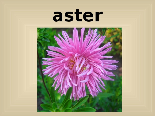 aster 