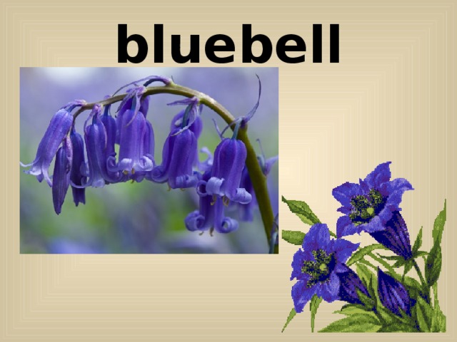 bluebell 