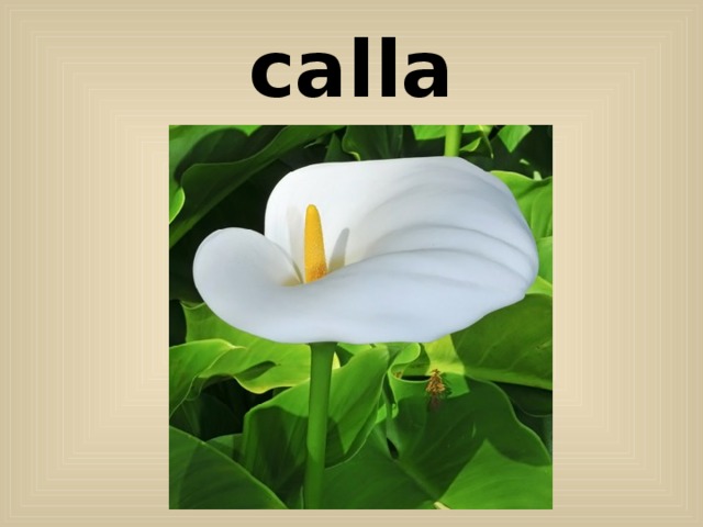 calla 