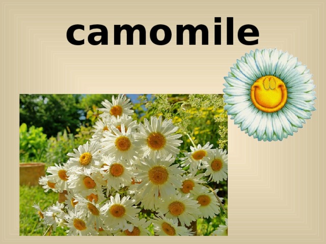 camomile 
