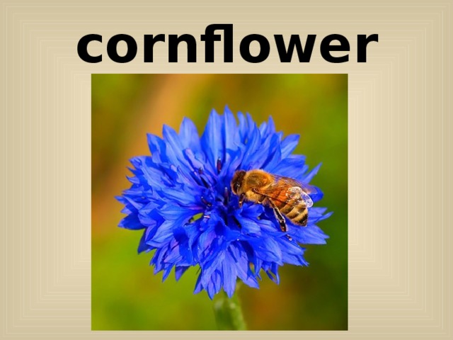 cornflower 