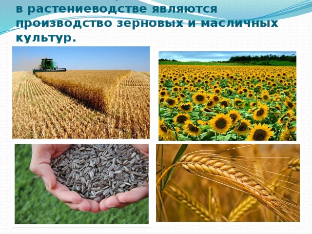 Основными отраслями специализации в растениеводстве являются производство зерновых и масличных культур. 