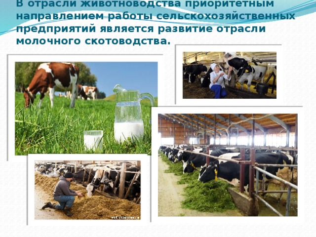 В отрасли животноводства приоритетным направлением работы сельскохозяйственных предприятий является развитие отрасли молочного скотоводства.   