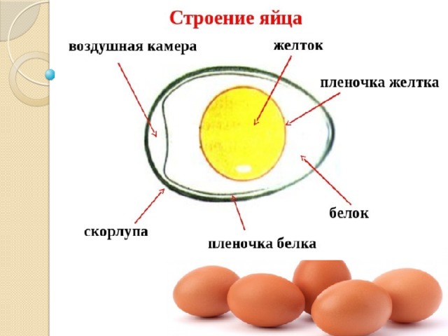 Проект про яйца