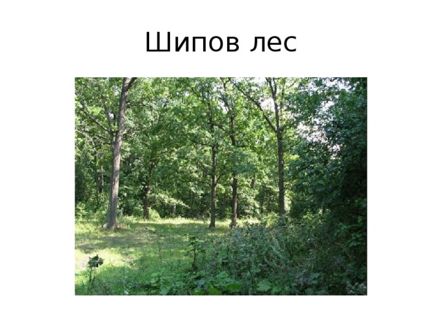 Шипов лес 
