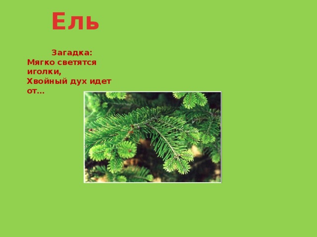 Ответ ель