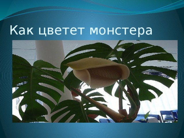 Как цветет монстера 