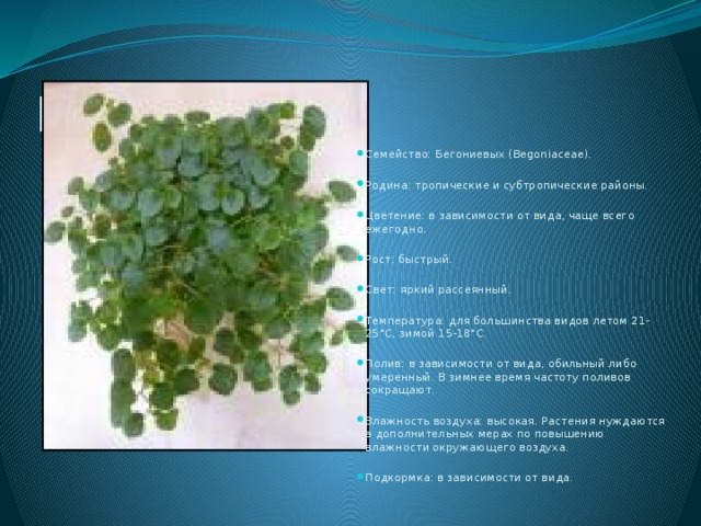 БЕГОНИЯ Семейство: Бегониевых (Begoniaceae). Родина: тропические и субтропические районы. Цветение: в зависимости от вида, чаще всего ежегодно. Рост: быстрый. Свет: яркий рассеянный. Температура: для большинства видов летом 21-25°C, зимой 15-18°C. Полив: в зависимости от вида, обильный либо умеренный. В зимнее время частоту поливов сокращают. Влажность воздуха: высокая. Растения нуждаются в дополнительных мерах по повышению влажности окружающего воздуха. Подкормка: в зависимости от вида. 