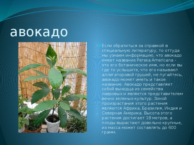 авокадо Если обратиться за справкой в специальную литературу, то оттуда мы узнаем информацию, что авокадо имеет название Persea Americana - это его ботаническое имя, но если вы где то услышите, что его называют аллигаторовой грушей, не пугайтесь, авокадо может иметь и такое название. Авокадо представляет собой выходца из семейства лавровых и является представителем вечно зеленых культур. Зоной произрастания этого растения являются Африка, Бразилия, Индия и Северная Америка. Высота этого растения достигает 18 метров, а плоды вырастают довольно крупные, их масса может составлять до 600 грамм. 