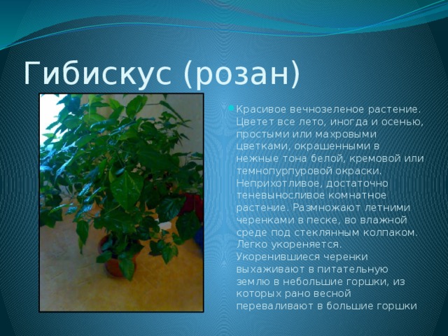 Гибискус (розан) Красивое вечнозеленое растение. Цветет все лето, иногда и осенью, простыми или махровыми цветками, окрашенными в нежные тона белой, кремовой или темнопурпуровой окраски. Неприхотливое, достаточно теневыносливое комнатное растение. Размножают летними черенками в песке, во влажной среде под стеклянным колпаком. Легко укореняется. Укоренившиеся черенки выхаживают в питательную землю в небольшие горшки, из которых рано весной переваливают в большие горшки 
