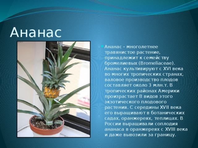 Ананас Ананас - многолетнее травянистое растение, принадлежит к семейству бромелиевых (Bromeliaceae). Ананас культивируют с XVI века во многих тропических странах, валовое производство плодов составляет около 3 млн.т. В тропических районах Америки произрастает 8 видов этого экзотического плодового растения. С середины XVII века его выращивают в ботанических садах, оранжереях, теплицах. В России выращивали соплодия ананаса в оранжереях с XVIII века и даже вывозили за границу. 