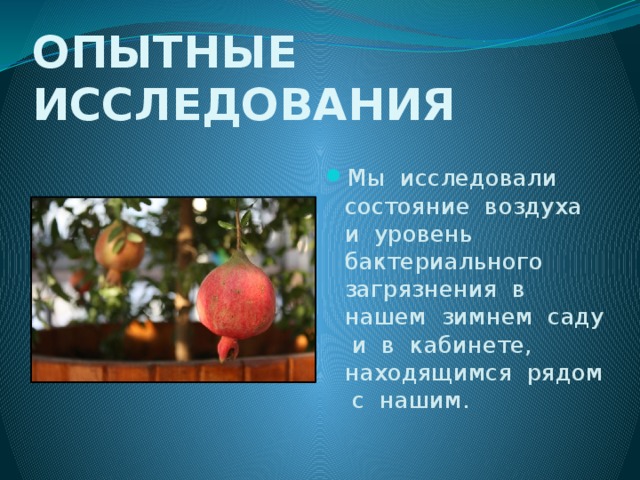 ОПЫТНЫЕ ИССЛЕДОВАНИЯ Мы исследовали состояние воздуха и уровень бактериального загрязнения в нашем зимнем саду и в кабинете, находящимся рядом с нашим. 