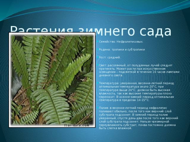 Растения зимнего сада Семейство: Нефролеписовых. Родина: тропики и субтропики Рост: средний. Свет: рассеянный, от полуденных лучей следует притенять. Может расти при искусственном освещении – подсветкой в течение 16 часов лампами дневного света. Температура: умеренная, весенне-летний период оптимальная температура около 20°C, при температуре выше 24°C, должна быть высокая влажность, так как высокие температуры плохо переносит. В осенне-зимний период оптимальная температура в пределах 14-15°C. Полив: в весенне-летний период нефролепис поливают обильно, после того как верхний слой субстрата подсохнет. В зимний период полив умеренный, спустя день-два после того как верхний слой субстрата подсохнет. Нельзя чрезмерной переувлажнять субстрат, почва постоянно должна быть слегка влажной. 