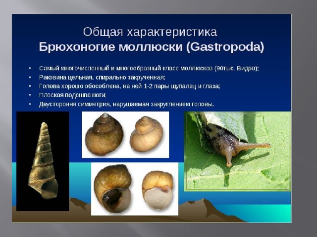 Различие моллюсков. Общая характеристика брюхоногих моллюсков. Gastropoda брюхоногие моллюски. Биология : класс брюхоногие представители. Описание строения брюхоногих моллюсков.