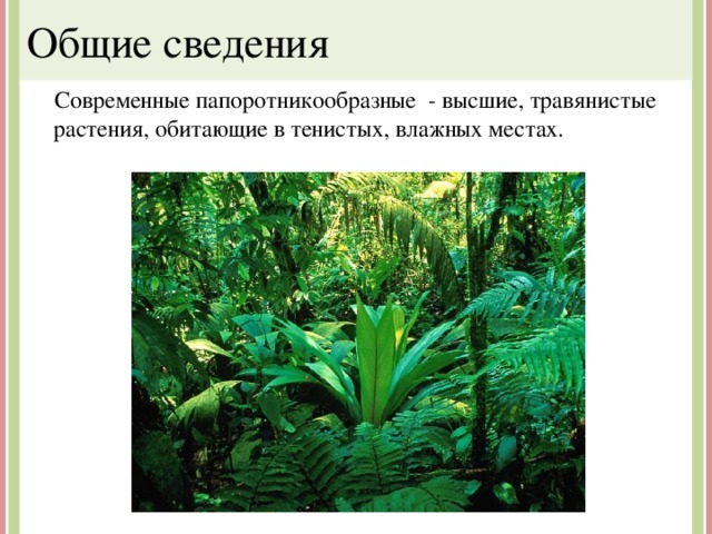 Общие сведения  Современные папоротникообразные - высшие, травянистые растения, обитающие в тенистых, влажных местах. 