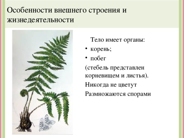 Особенности внешнего строения и жизнедеятельности  Тело имеет органы: корень; побег (стебель представлен корневищем и листья). Никогда не цветут Размножаются спорами 