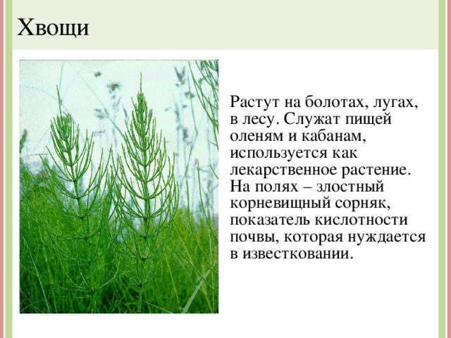 Хвощи Растут на болотах, лугах, в лесу. Служат пищей оленям и кабанам, используется как лекарственное растение. На полях – злостный корневищный сорняк, показатель кислотности почвы, которая нуждается в известковании. 