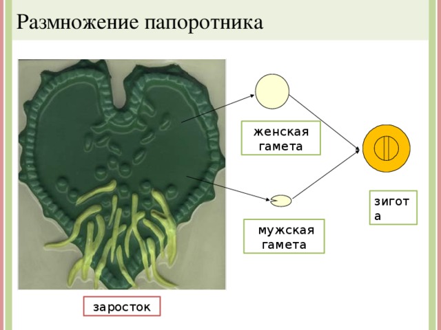 Гаметы папоротника