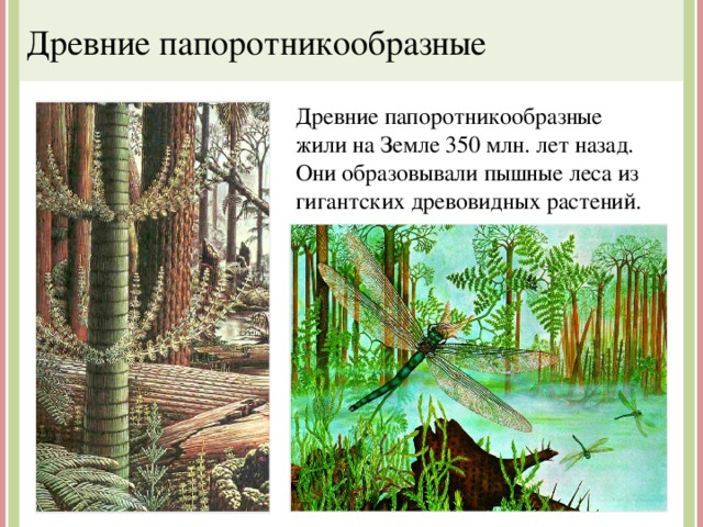 Древние папоротникообразные Древние папоротникообразные жили на Земле 350 млн. лет назад. Они образовывали пышные леса из гигантских древовидных растений. 