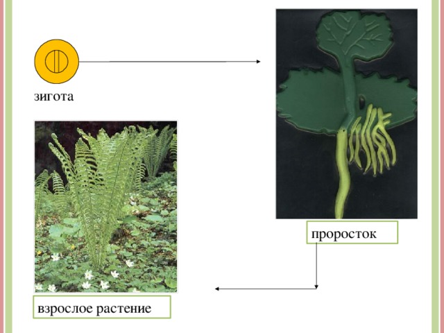 зигота проросток взрослое растение 