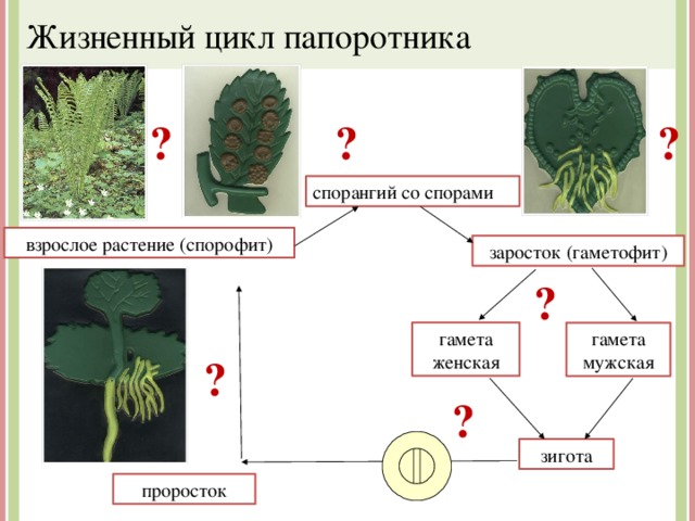 Схема жизненного цикла папоротника щитовника. Жизненный цикл папоротника мужского.