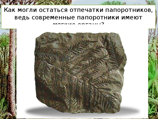 Как могли остаться отпечатки папоротников, ведь современные папоротники имеют мягкие органы?  