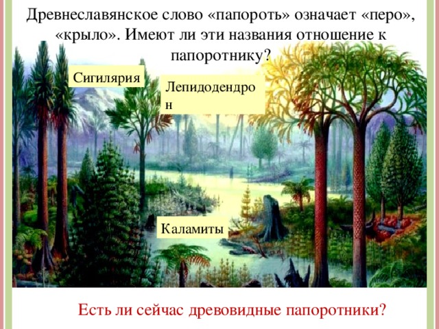 Древнеславянское слово «папороть» означает «перо», «крыло». Имеют ли эти названия отношение к папоротнику? Сигилярия Лепидодендрон http://pics.livejournal.com/labyntseva/pic/00098c01/s640x480 Древние папоротникообразные Каламиты Есть ли сейчас древовидные папоротники? 7 