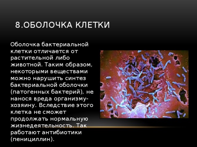 8.Оболочка клетки Оболочка бактериальной клетки отличается от растительной либо животной. Таким образом, некоторыми веществами можно нарушить синтез бактериальной оболочки (патогенных бактерий), не нанося вреда организму-хозяину. Вследствие этого клетка не сможет продолжать нормальную жизнедеятельность. Так работают антибиотики (пенициллин). 
