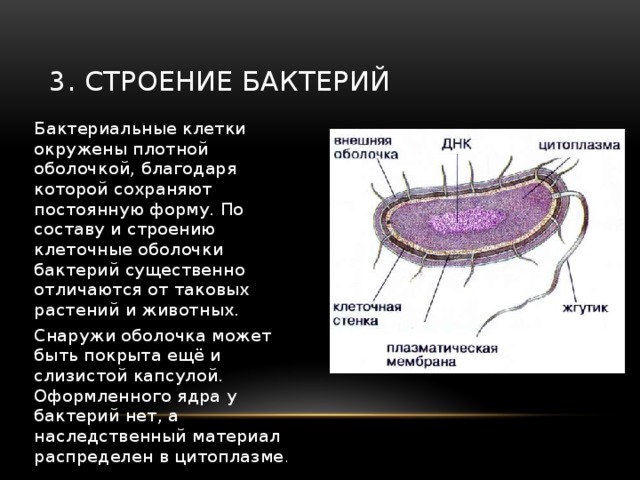 3. Строение бактерий Бактериальные клетки окружены плотной оболочкой, благодаря которой сохраняют постоянную форму. По составу и строению клеточные оболочки бактерий существенно отличаются от таковых растений и животных. Снаружи оболочка может быть покрыта ещё и слизистой капсулой. Оформленного ядра у бактерий нет, а наследственный материал распределен в цитоплазме . 