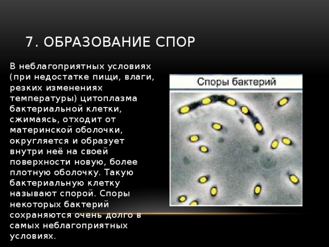 Амеба при наступлении неблагоприятных условий образует. Образование споры у бактерий. Цитоплазма у бактерий при образовании спор. Бактерии при неблагоприятных условиях. Особенности жизни бактерий.