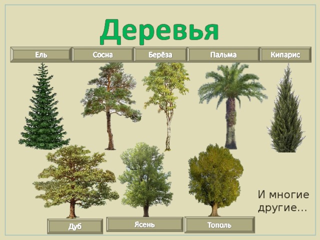 На рисунке изображены пальма и кипарис высота пальмы равна 7 м какова примерная высота кипариса